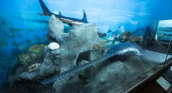 Indian Museum - Main Building