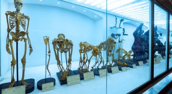 Indian Museum - Museum Galleries