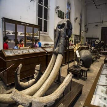 Indian Museum - Collections